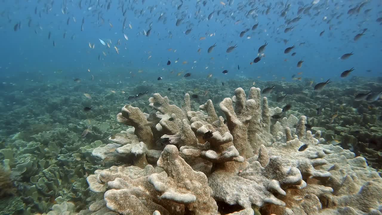Strange hard coral shapes and coral garden with thousands of small fish swimming above the reef that live on the coral reef for protection