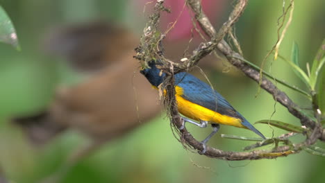 bright yellow throated euphonia bird perched on vine with green background