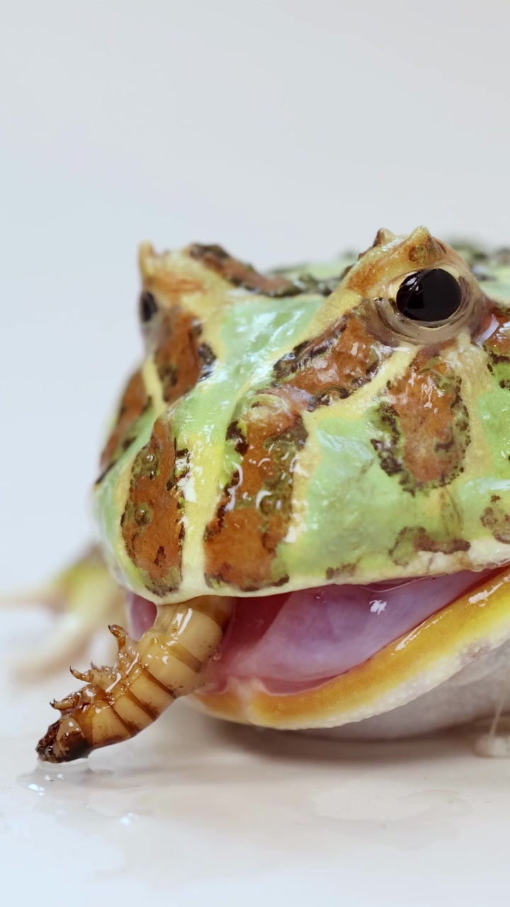 Una rana cornuda come un supergusano en un entorno de primer plano y muy iluminado, mostrando su comportamiento alimenticio natural.