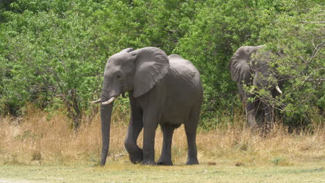 adolescent african bush elephant walking out of the brush followed by an adult elephant