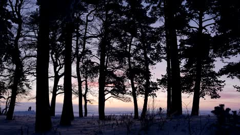 pink sunset through the trees