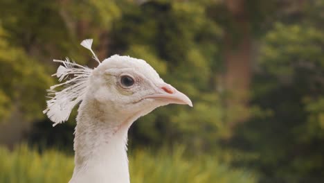 close up of head of white watchful peacock in wallenstein gardens, czechia, day