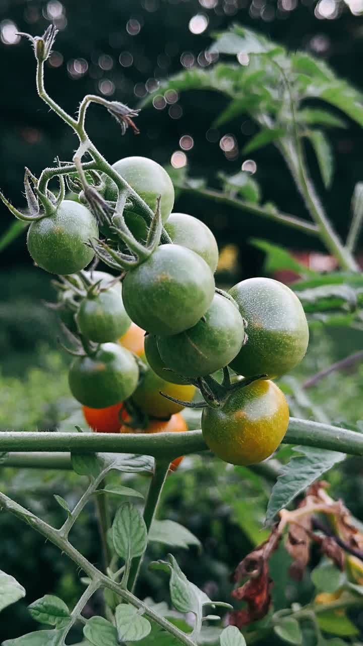 포도나무에서 자라는 초록색 체리 토마토