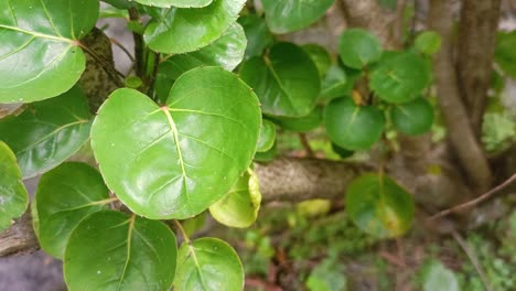 the shield aralia or plum aralia