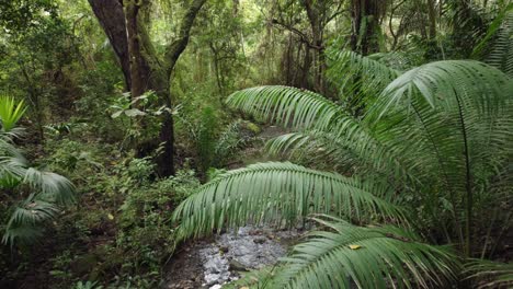 Vista-De-Madera-Con-Vegetación-Tropical-Y-Un-Arroyo-De-Agua