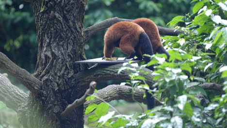 lémur rojo luchando en el zoológico de singapur en mandai, singapur