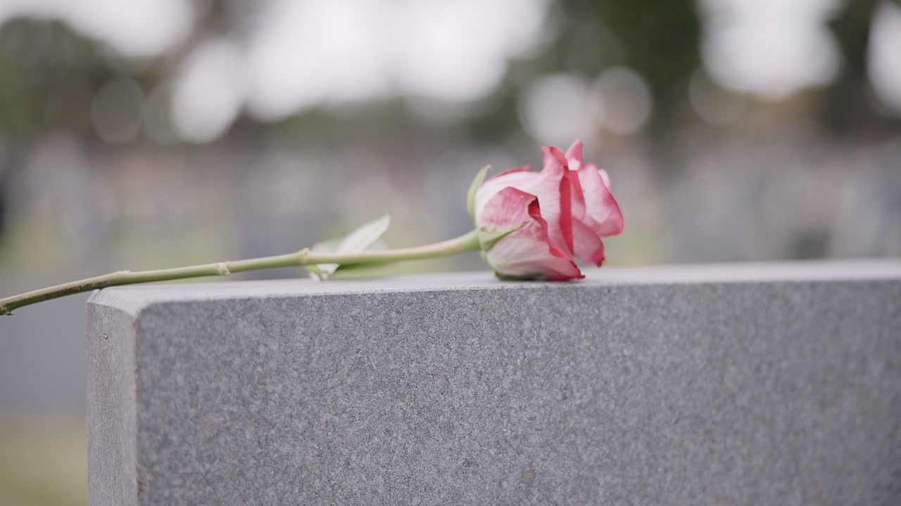 funeral, cementerio y manos con rosa en la lápida
