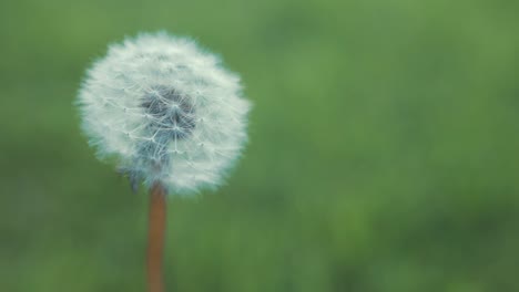 dandelion seed blown off in slow motion