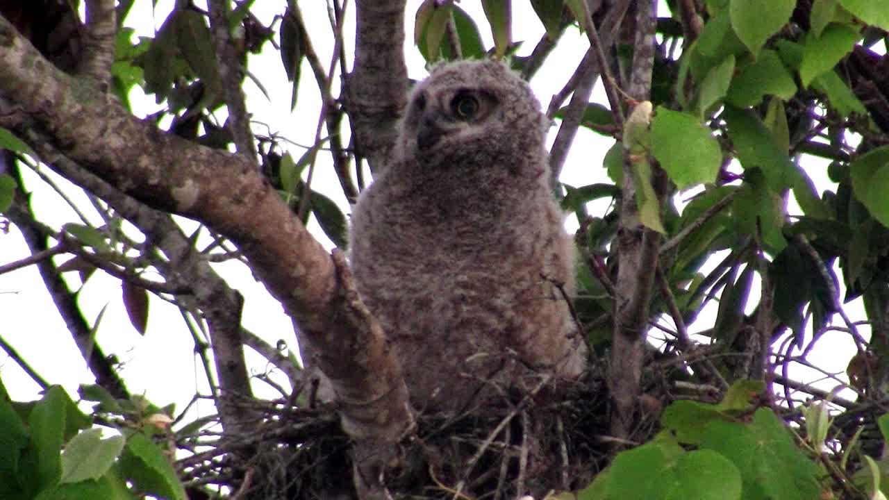 나뭇가지에서 바라보는 큰뿔부엉이 1