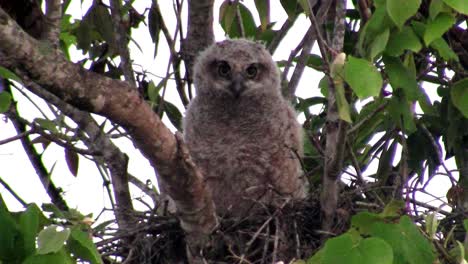 A-great-horned-owl-peers-from-the-branches-of-a-tree-1