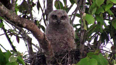 un gran búho cornudo mira desde las ramas de un árbol 1