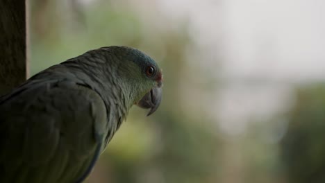 Nahaufnahme-Eines-Festlichen-Amazonas-Papageis,-Der-Sich-Im-Regenwald-Von-Ecuador-Umsieht