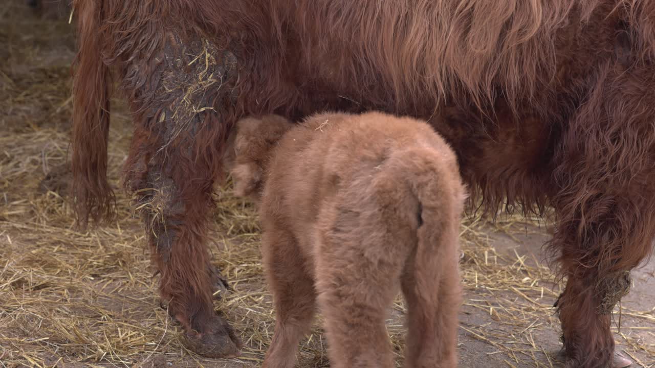 Ternero de vaca de las Tierras Altas intentando mamar de múltiples ubres en un granero.
