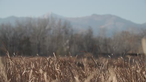 enfoque de rack de cattails a las montañas rocosas en colorado, estanques en los humedales de colorado