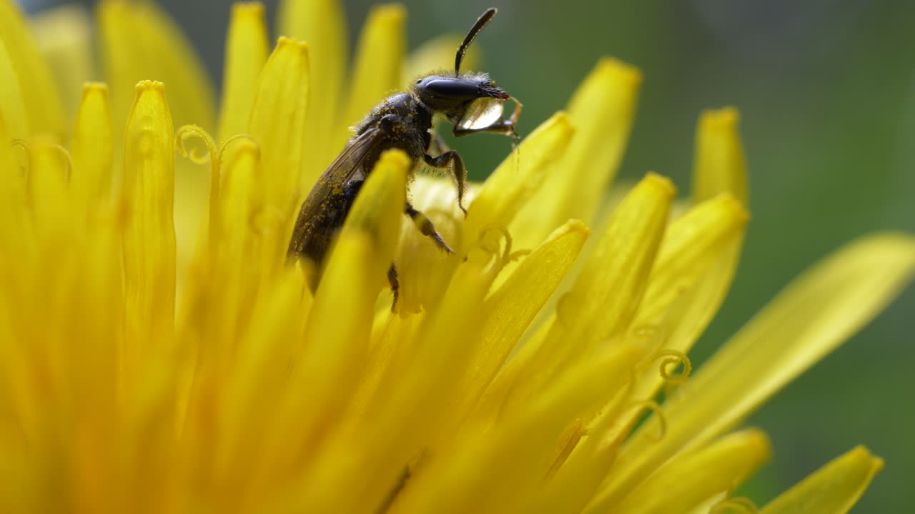 abejorro bebiendo agua en pétalos de flor de diente de león