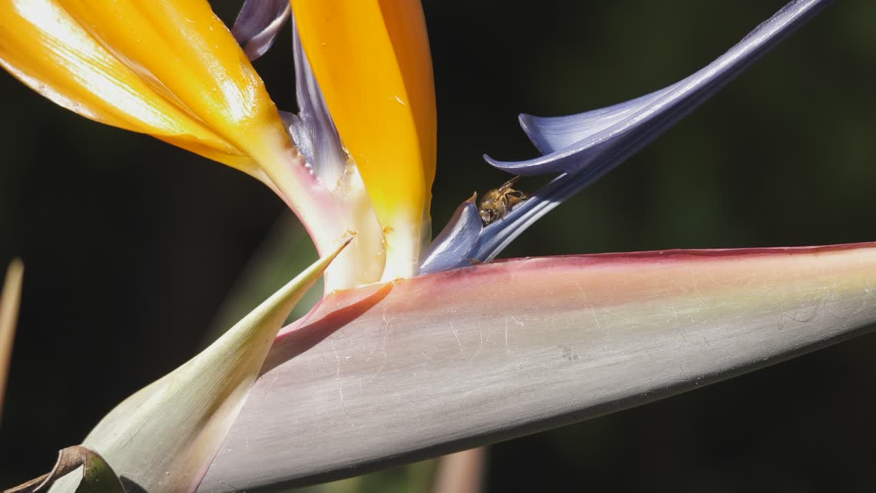 abeja polinizando y arrastrándose alrededor de una flor de ave del paraíso strelitzia