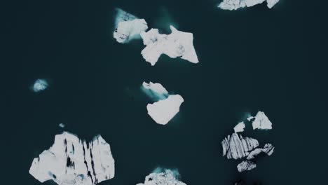 ascending drone shot of beatiful black and white icebergs floating in a lagoon in iceland and a seal in the water