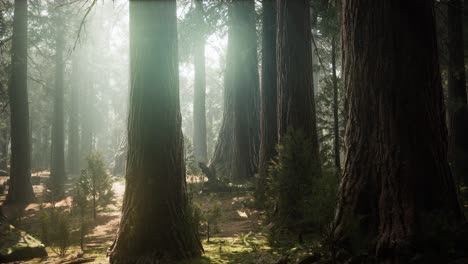 Sonnenaufgang-In-Den-Mammutbäumen,-General-Grant-Grove,-Sequoia-Nationalpark