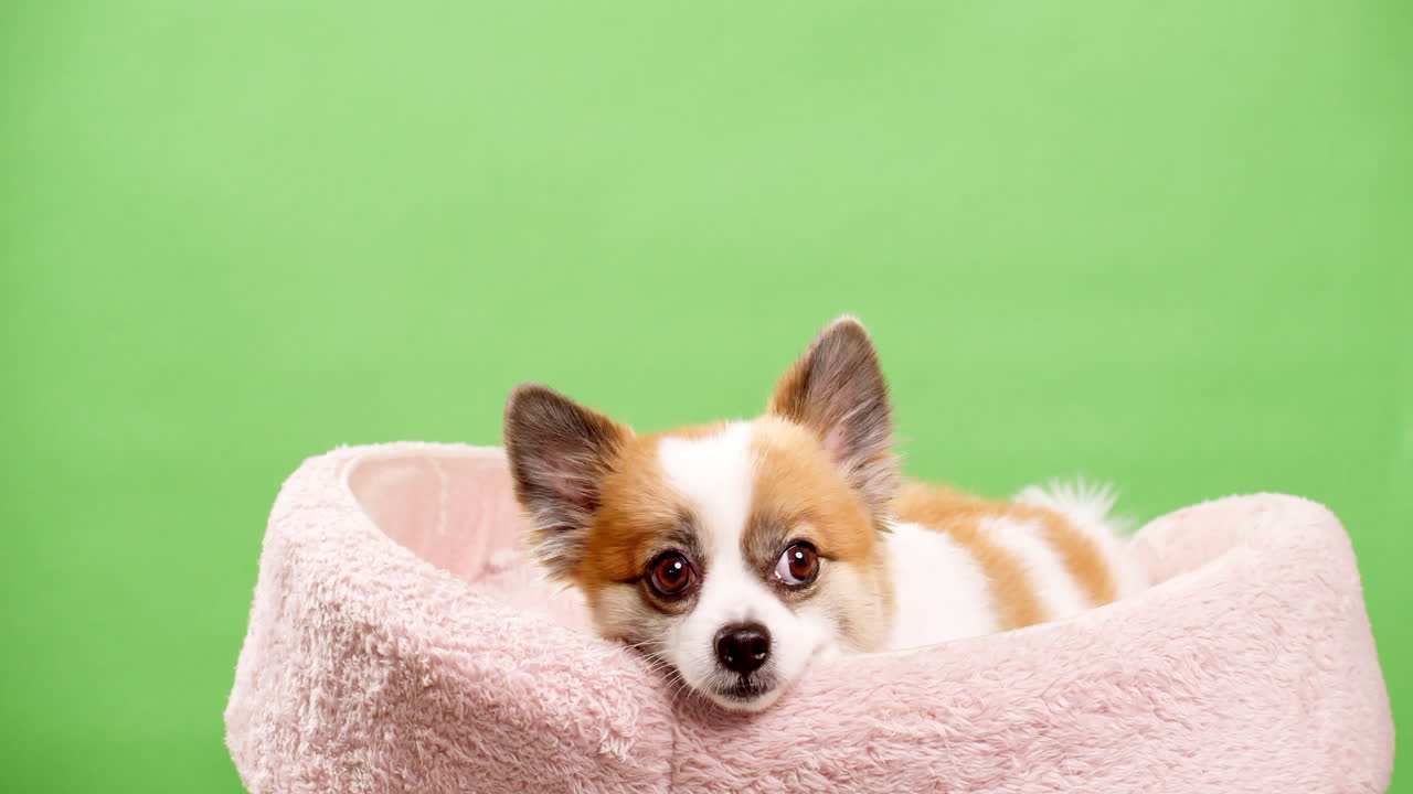 포메라니안 스피츠의 귀여운 푹신한 강아지의 초상화