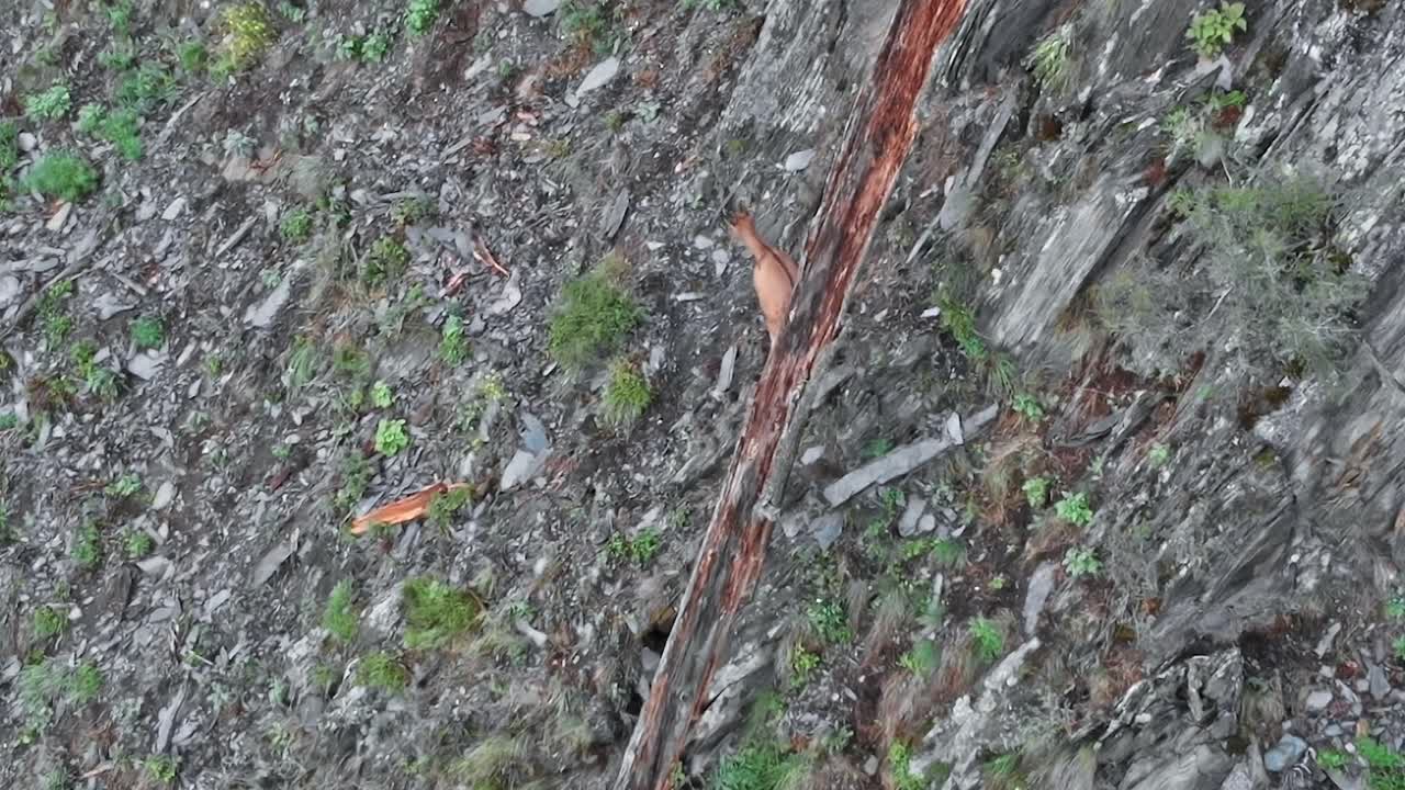 Wild animals navigate rocky terrain in Georgia Caucasus region