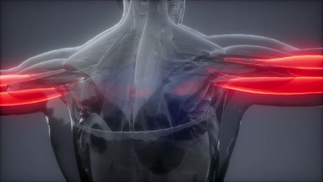 mapa de la anatomía muscular seleccionado