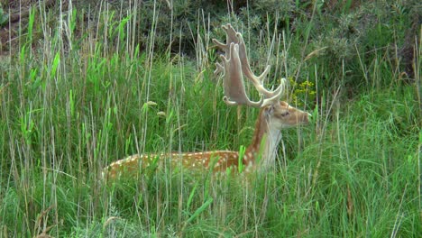 Ein-Männlicher-Damhirsch,-Der-Im-Hohen-Gras-Steht