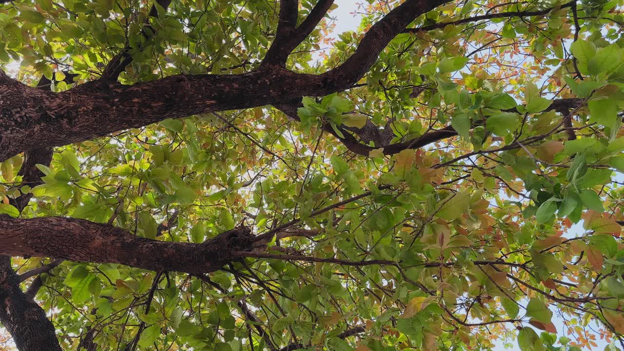 Vista en contrapicado de un árbol Mahua con ramas texturizadas que se extienden por el encuadre, cubierto de hojas verdes y de tonos cálidos con la suave luz del sol filtrándose