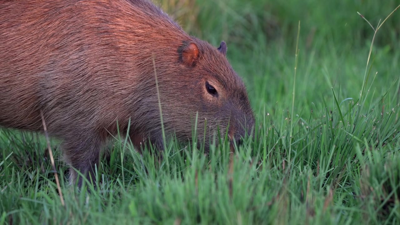 En enkelt brun kapivar æder med hovedet nedad på tæt grønt græsland, et mellemnært sidebillede i naturligt græslandshabitat i Sydamerika.