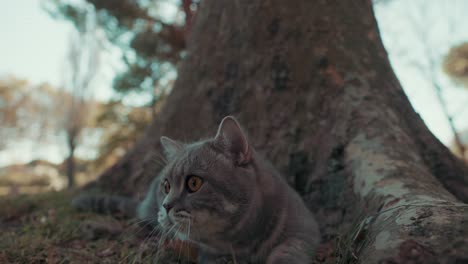 Eine-Katze-Sitzt-In-Der-Ecke-Der-Szene-Und-Beobachtet-Alle-Bewegungen-Im-Park,-Grande-Mottes,-Montpellier