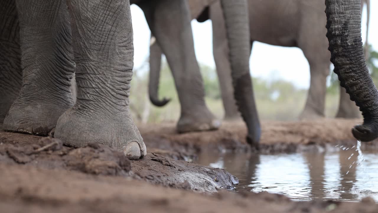 Medium closeup of a herd of African elephants' feet and trunks while drinking at a waterhole. Filmed from an underground hide and low angle in Mashatu Game Reserve