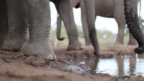 medium closeup of a herd of african elephants' feet and trunks while drinking at a waterhole. filmed from an underground hide and low angle in mashatu game reserve