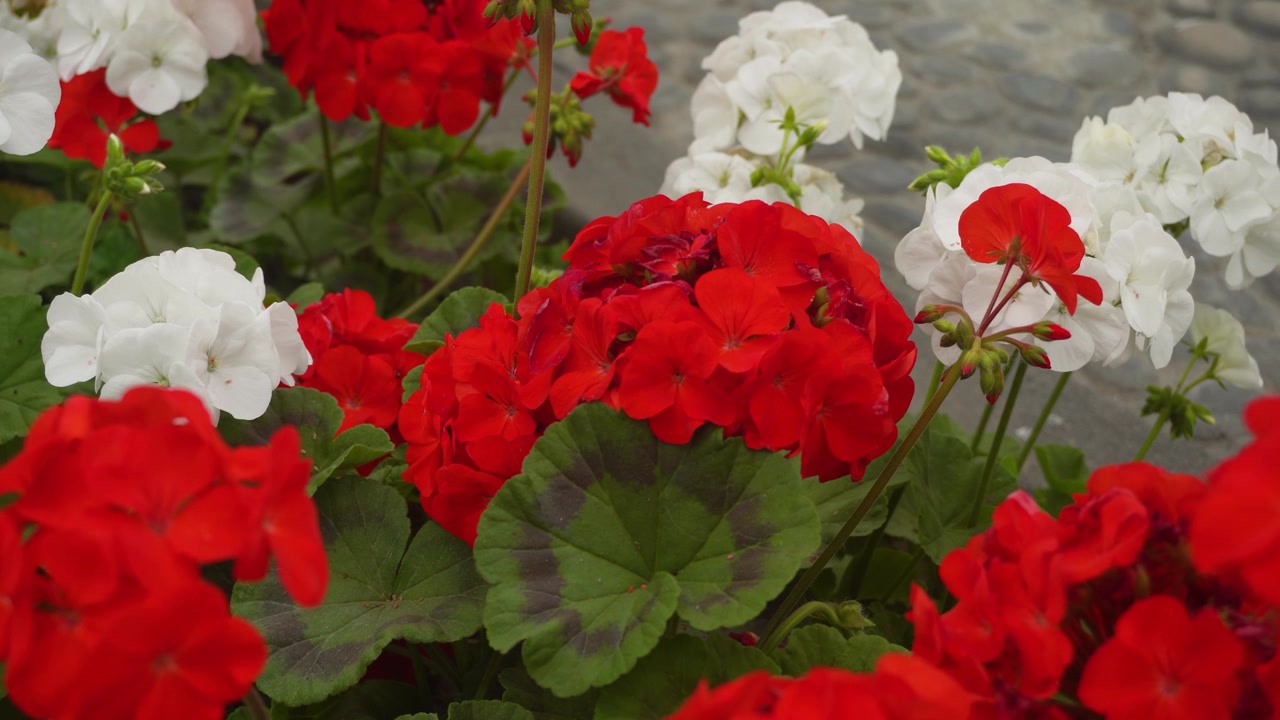 Red and white zonal geranium flowers. Camera slowly pans left to right.