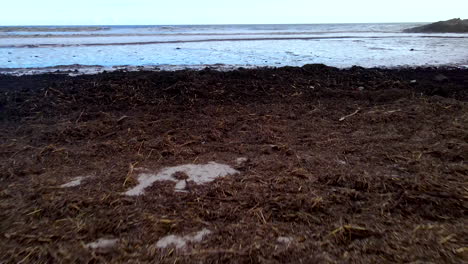 Plant-matter-and-roots-deposited-on-beach-after-extreme-coastal-storm-and-flooding-event,-Overstrand