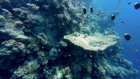 Vielzahl-Von-Meeresfischen,-Die-Unter-Dem-Blauen-Meer-Mit-Korallenriffen-In-Dahab,-Ägypten-Schwimmen