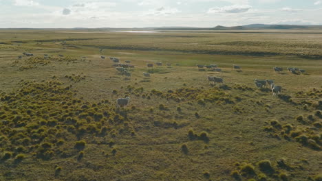 gorgeous aerial view of a flock of sheep roaming through the plains of argentina