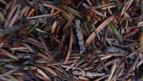 anthill with ants working macro