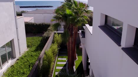 slow establishing shot of a palm tree at a villa with a sea view in sete