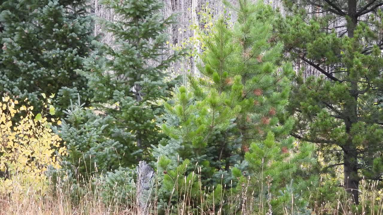 숲에서 야생 사슴을 따라가는 카메라, 동물의 어두운 색은 숲으로 위장하는 데 도움이 됩니다.