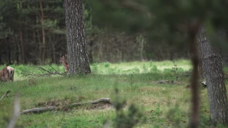 nervous and skittish red deer fawn runs in woodland looking for its mom