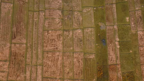 4K-aerial-drone-footage-of-cows-walking-through-rice-fields-during-a-sunrise-in-Thailand,-Asia,-Koh-Yao-Noi