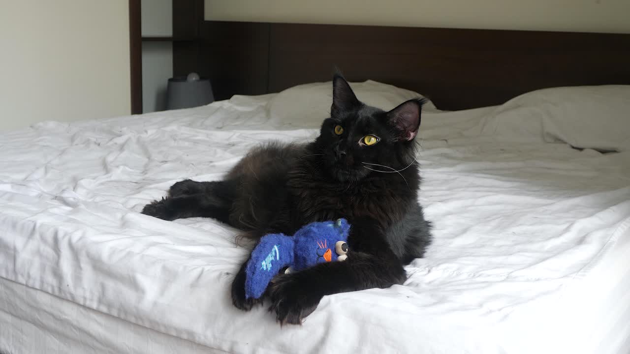 Beautiful Maine Coon black cat sitting on owner&rsquo;s bed with blue toy