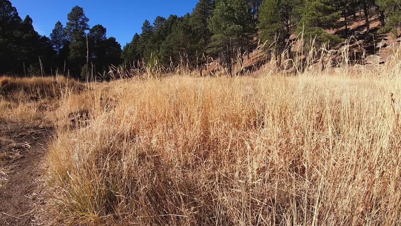 la hierba de otoño que queda en el prado se mece suavemente con la brisa
