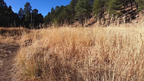 The-fall-grass-left-in-the-meadow-gently-sways-in-the-breeze