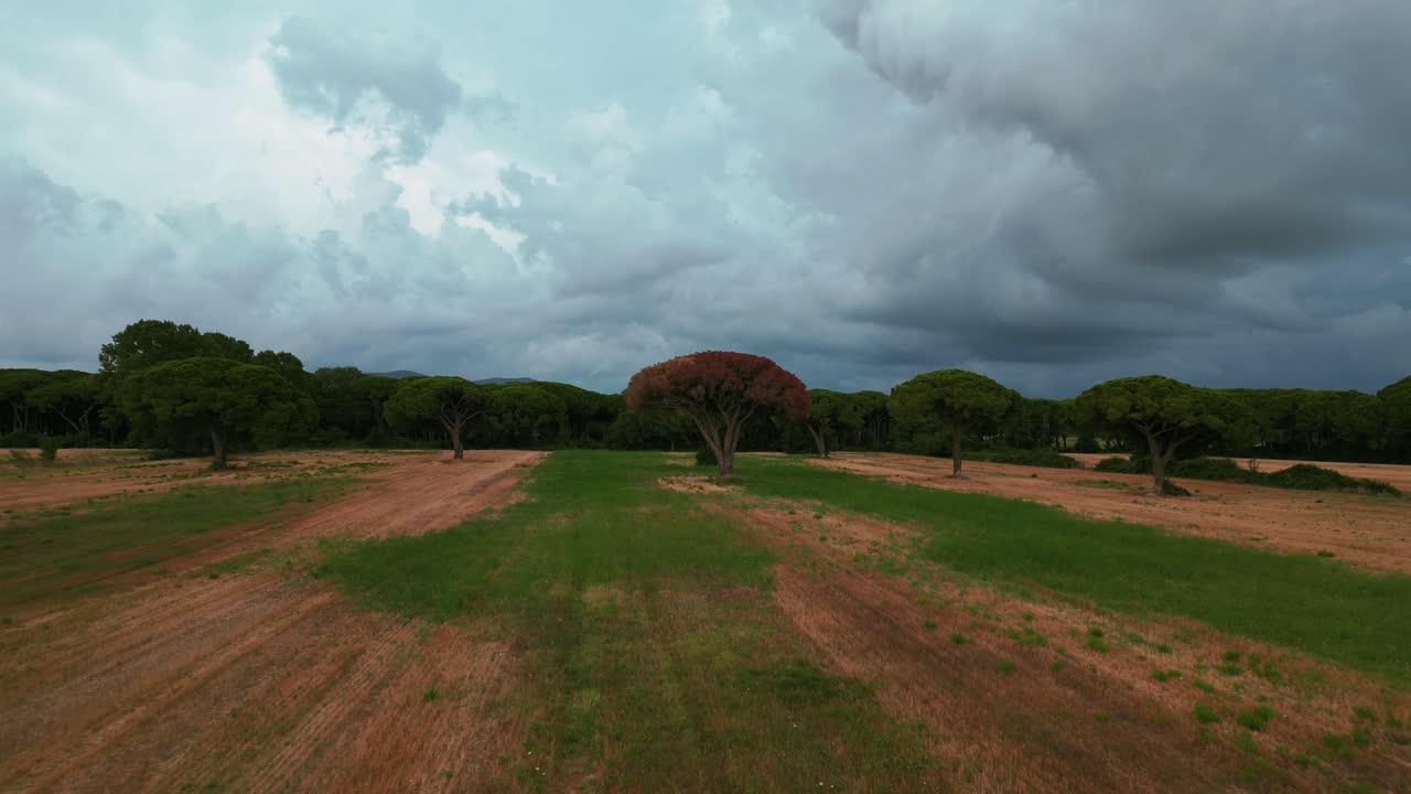 bosque de pinos en el parque nacional maremma en toscana, italia