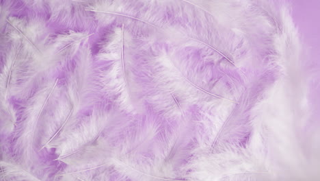 white feathers on a lavender background