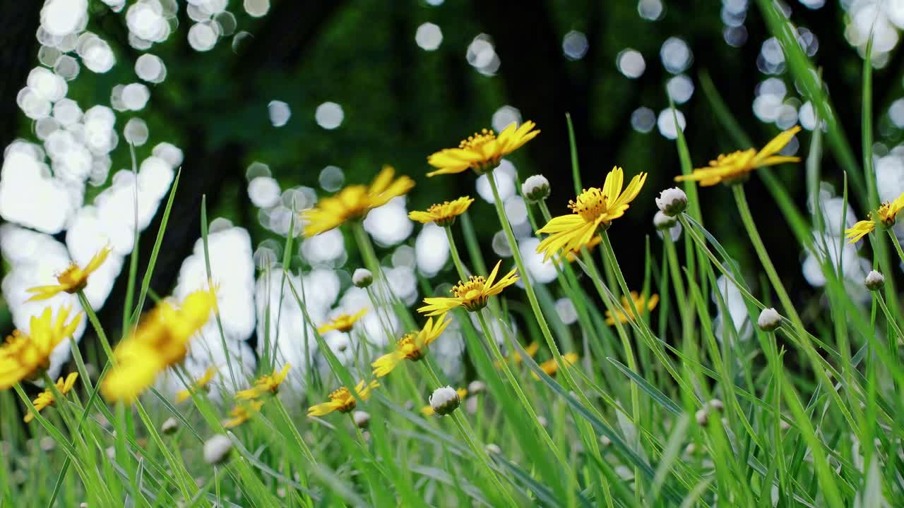 Low-angle video shot of vibrant yellow flowers in a meadow, with a soft bokeh background