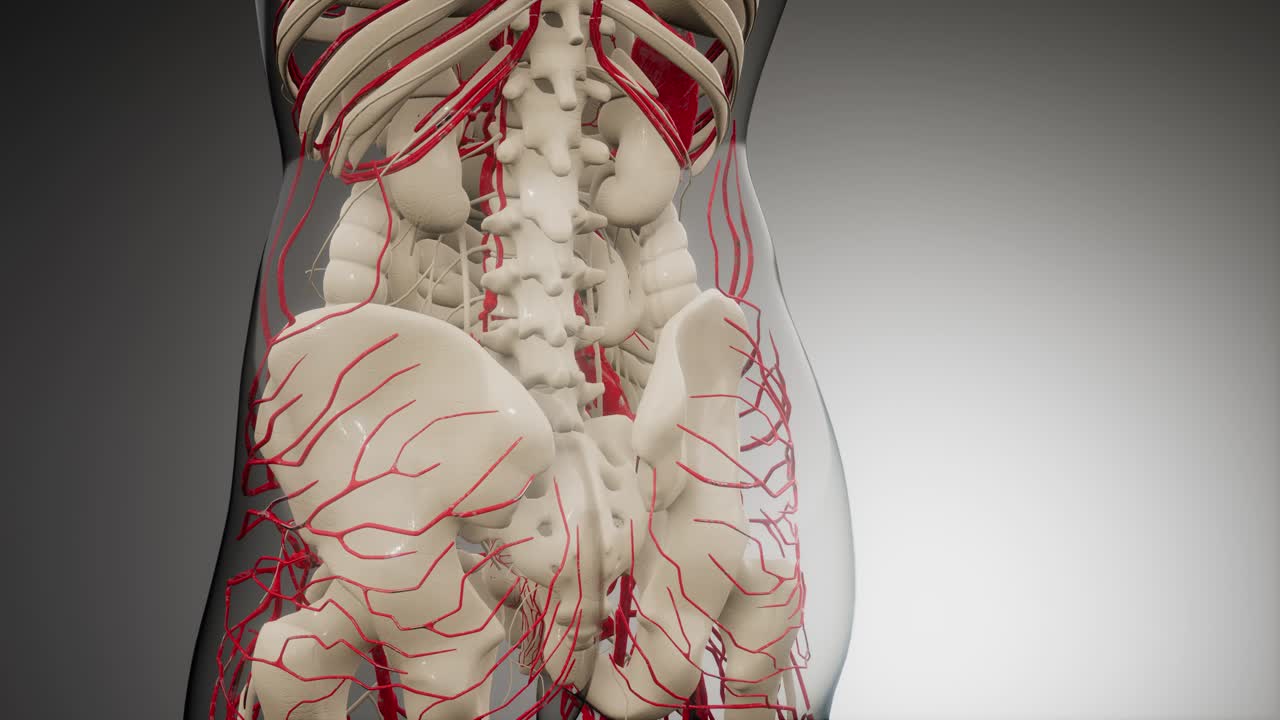 vasos sanguíneos del cuerpo humano
