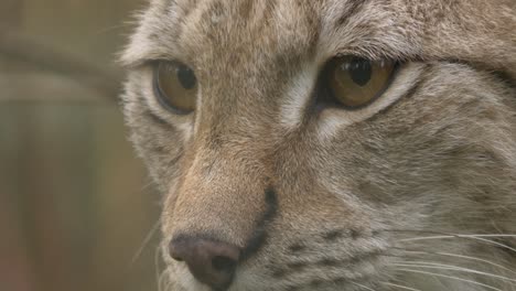 Extreme-close-up-portrait-shot-of-Eurasian-lynx,-with-its-eyes-focused-on-a-prey