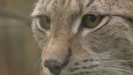 extreme close up portrait shot of eurasian lynx, with its eyes focused on a prey