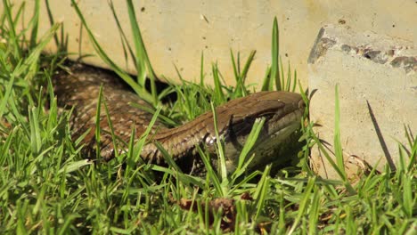 blue tongue lizard going to sleep in garden close up maffra, gippsland, victoria, australia, sunny daytime